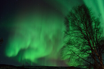 strong aurora borealis dancing on winter night sky over tree tops in northern Norway