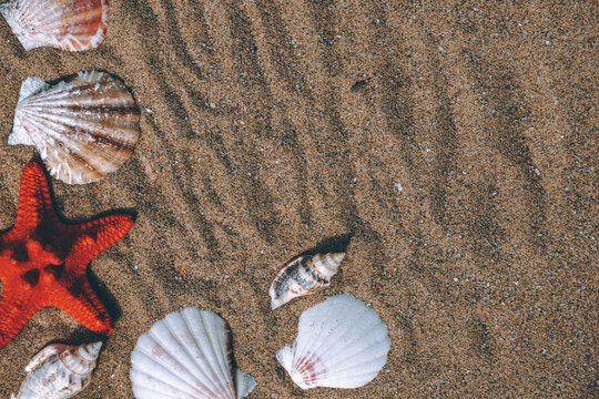 Seashells and pearl with starfish on sand