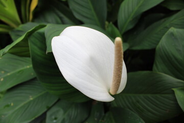white calla lilies