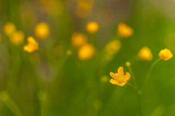 Yellow celandine swallowwort flower on a green meadow with copy space. Chelidonium majus.