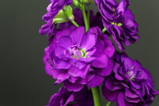 Flower of a hoary stock, Matthiola incana