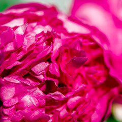 A large pink flower of garden peony close-up