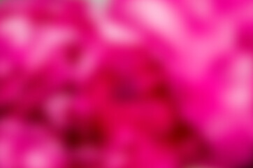 Blurred. The fresh pink bokeh. Bright pink flower background