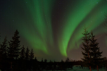 strong aurora borealis dancing on winter night sky over tree tops in northern Norway