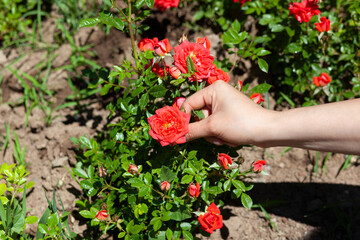 woman hand pink rose in park