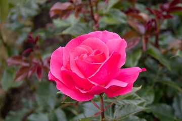 Pink rose in garden