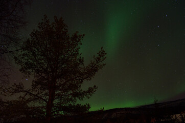 Fototapeta na wymiar strong aurora borealis dancing on winter night sky over tree tops in northern Norway