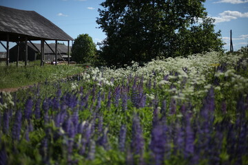 Blooming lupine flowers (Lupinus polyphyllus). Field of lupine plant. Violet purple & pink lupin in meadow. Colorful bunch of summer june flowers on garden background. Food source, ornamental plant