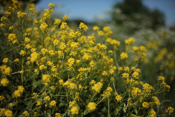 Yellow flowers grow in the field