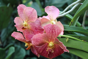 pink orchid in garden