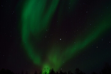 strong aurora borealis dancing on winter night sky over tree tops in northern Norway