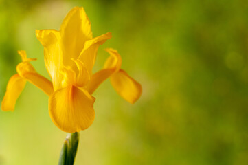 Yellow blooming Dutch Iris on blurred greenery background with space for text. Iris hollandica.