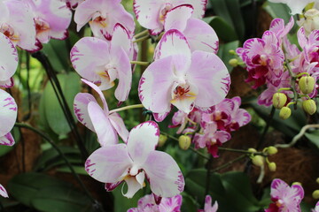 Naklejka na ściany i meble pink and white orchids