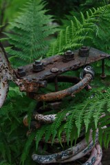 close up of an old spring with a fern