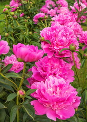 Bright pink scented peonies bloom in  garden.