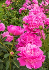 Bright pink scented peonies bloom in  garden.
