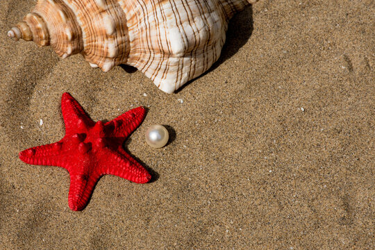 seashells and red starfish covered in sand