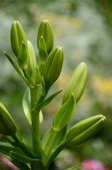 lily flower buds on green blured background. lily growing outside on a flowerbed