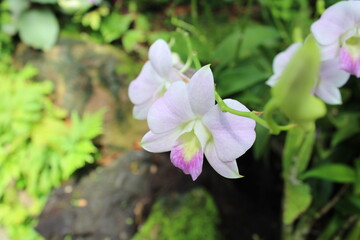pink and white flowers