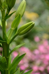 green buds of a lily flower growing outside on a flowerbed