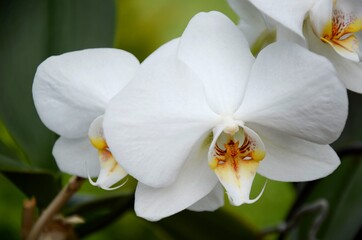 white orchid on green background