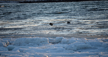 Duck flock in the cold arctic ocean