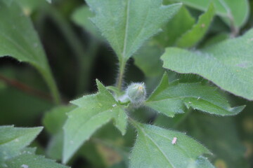 bug on a flower