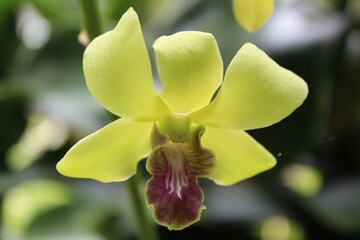yellow orchid flower