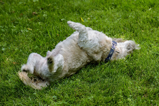 dog rolling on grass