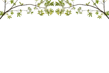 Green leaves, isolated white background, free space