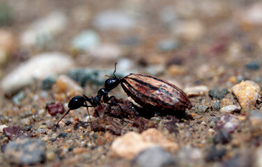 ant on the ground