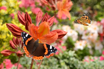 Schmetterling 711