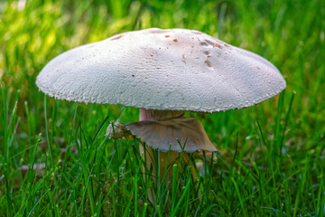 White Yard Mushroom