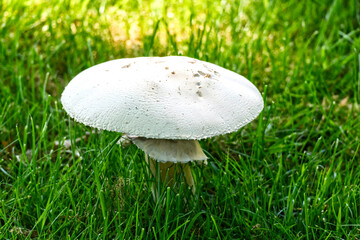 White Yard Mushroom