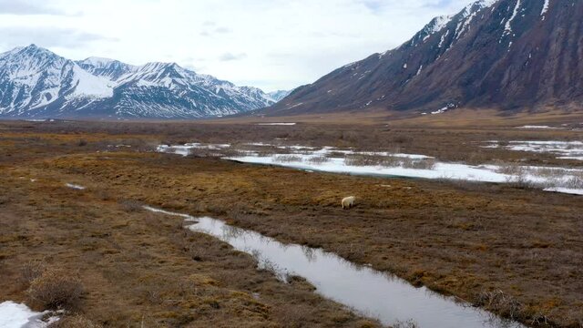 Drone Circling Light Brown Grizzly Bear on tundra in Alaska Arctic National Wildlife Refuge