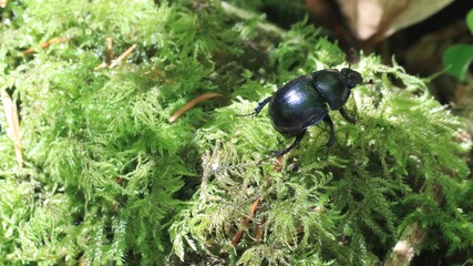 Black Beetle crawling over green moss 