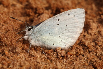Holly Blue male butterfly on a sandy soil bakground