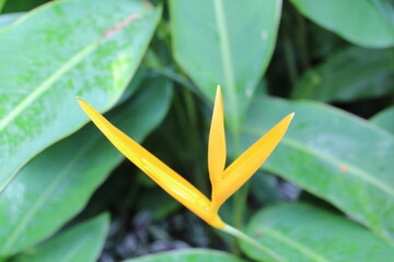 flowers in the garden 