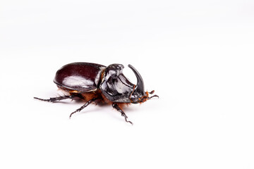 Oryctes nasicornis on the white background