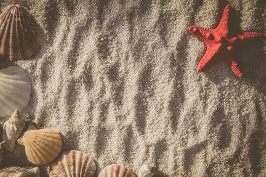 seashells and red starfish covered in sand