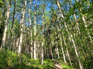 Fototapeta premium spring in the forest