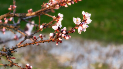 Flowering Dwarf Peach