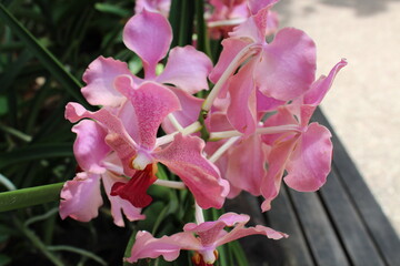 pink orchid flower