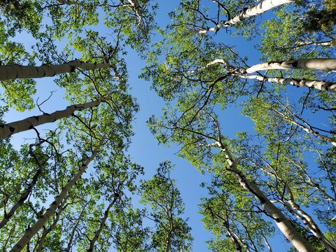 Aspen Trees And Blue Sky