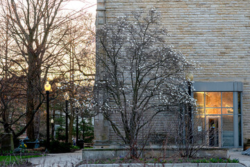 Baldwin Wallace Flowering Tree