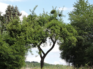 Drzewo Tree