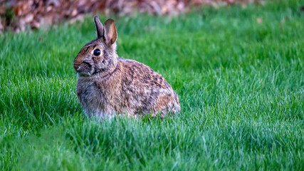 Baldwin Wallace Bunny