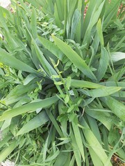 Obraz premium aloe vera plant