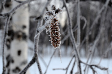frost on birch tree sprout