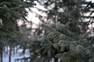 ice and frost covered spruce tree needles on branch